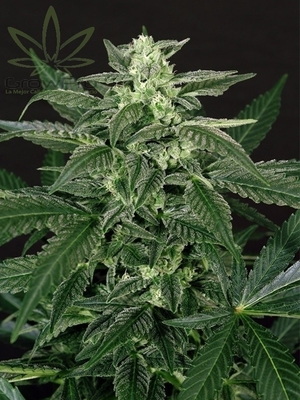 Semillas Exotic Seed Auto Triple A x31