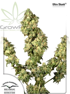 Semillas Dutch Passion Ultra skunk x31