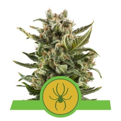 Semillas Royal Queen Auto White Widow x11
