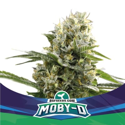 Semillas BSF Auto Moby -D XXL x71