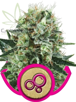 Semillas Royal Queen Bubble Kush x11