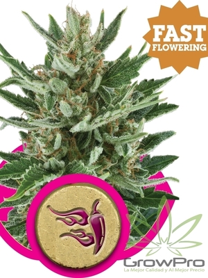 Semillas Royal Queen Speedy Chile Fast Version x11