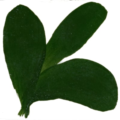 PIGMENTO VERDE OSCURO