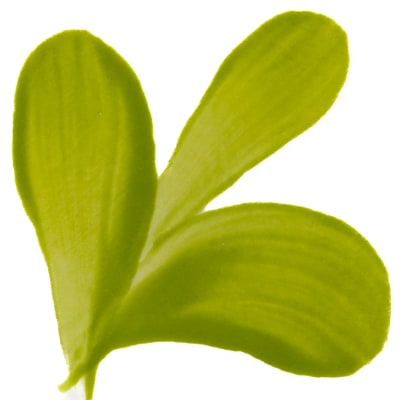 PIGMENTO VERDE LIMON
