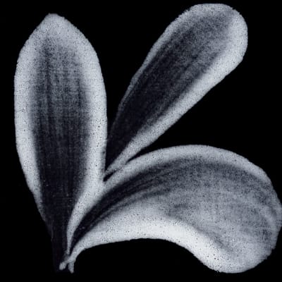 PIGMENTO BLANCO