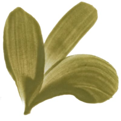 PIGMENTO VERDE OLIVA