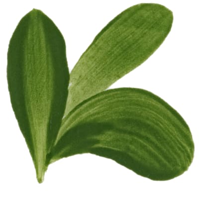 PIGMENTO VERDE PASTO