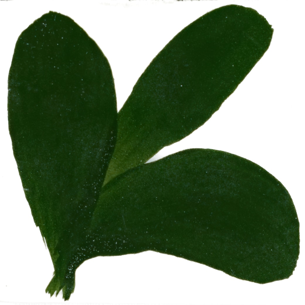 PIGMENTO VERDE OSCURO1