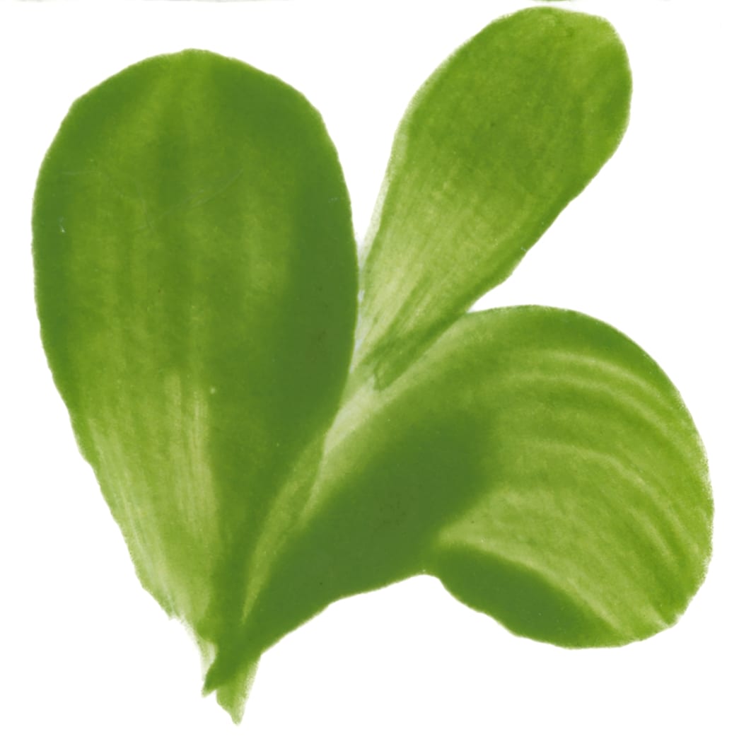 PIGMENTO VERDE MANZANA1
