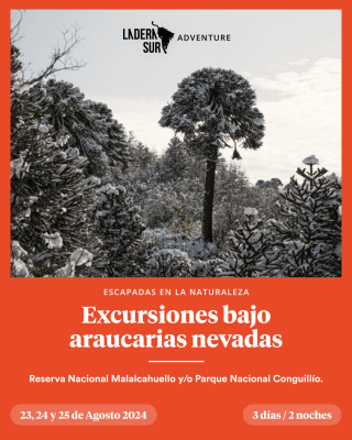 Excursión bajo las araucarias nevadas 2024 Agosto1