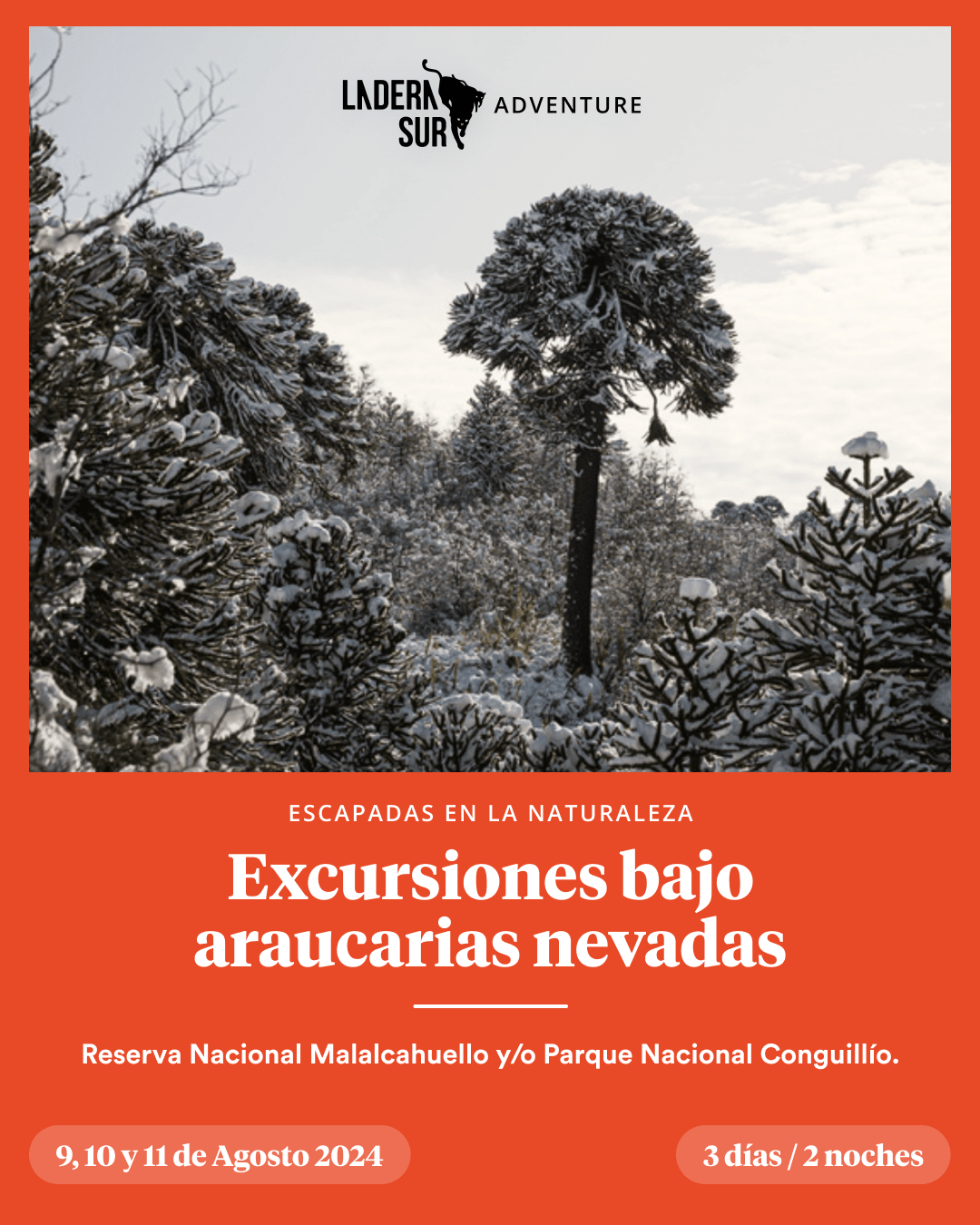 excursi-n-bajo-las-araucarias-nevadas-2024-laderasur