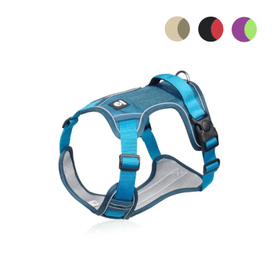 Arnes Perro Wonder Doumm1