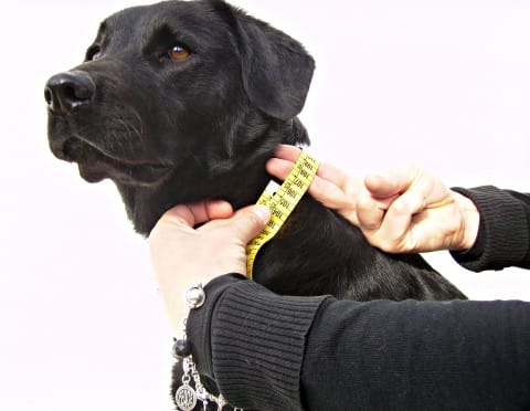 ¿Cuál es la talla ideal de tu engreído?