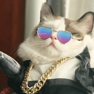 Lentes para gatos