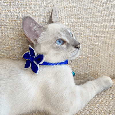 2 Collar con cascabel
