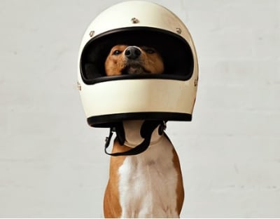 ¡Guia completa para viajar con tu familiar peludo!