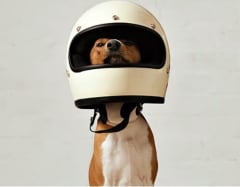 ¡Guia completa para viajar con tu familiar peludo!