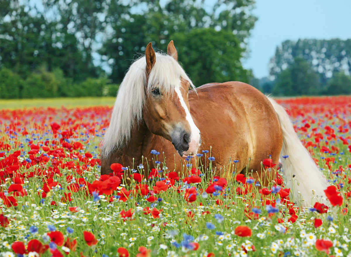 RAVENSBURGER PUZZLE HORSE IN THE POPPY FIELD 500 PIEZAS2