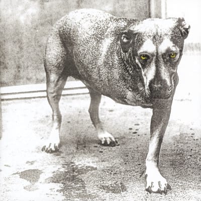 Alice In Chains - Alice In Chains [2LP] (Translucent Highlighter Yellow Vinyl, 30th Anniversary)