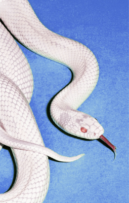 Deftones - Private Music [Cassette] (Vintage Gold Cassette, Alternate Cover)1