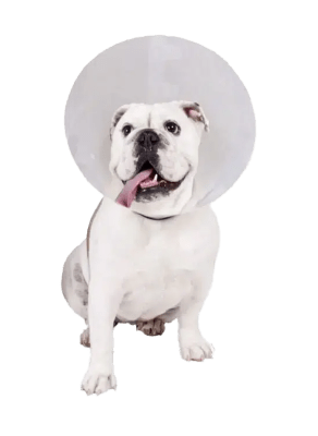 Cuello Isabelino 7.51