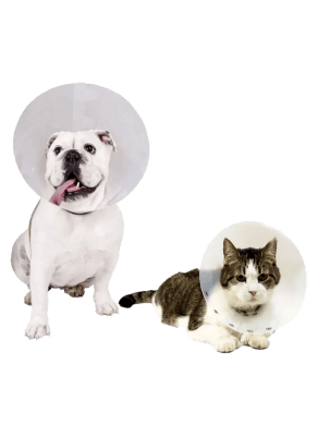 Cuello Isabelino 101