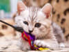 Juguetes Gatos 