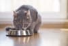 Alimento para Gatos