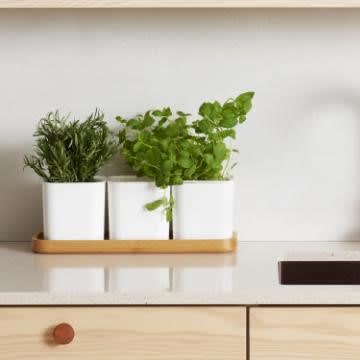 MACETA EDEN | SET X33