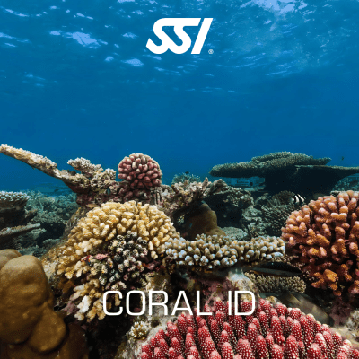 Coral Identification