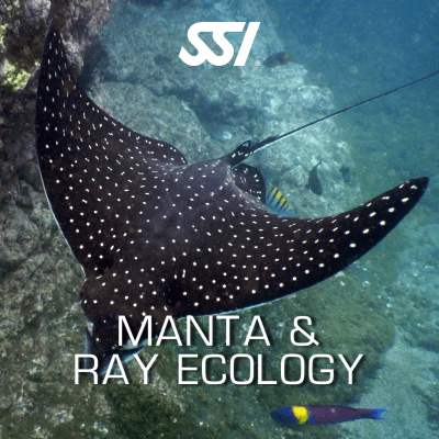 Manta & Ray Ecology