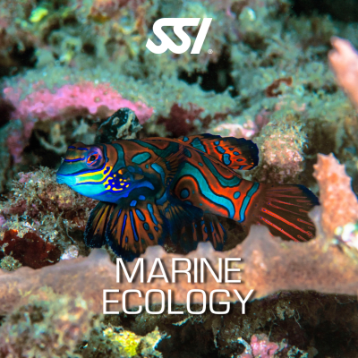 Marine Ecology