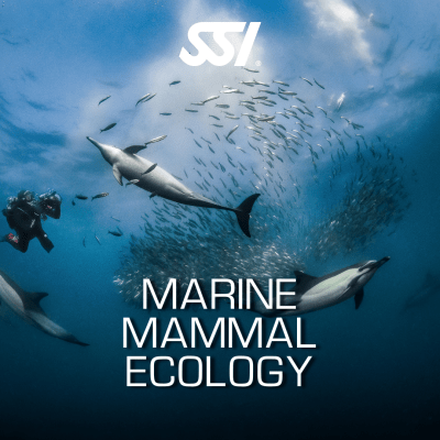 Marine Mammal Ecology