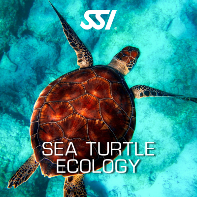 Sea Turtle Ecology