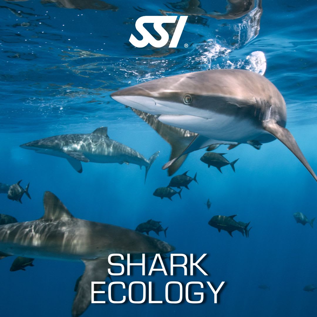 SSI Shark Ecology