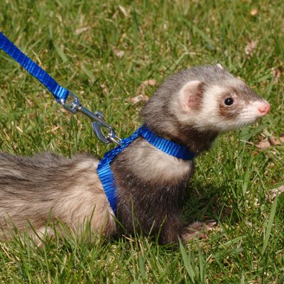 ARNES FERRET MARSHALL