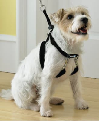 PAWISE ARNES ENTRENAMIENTO1