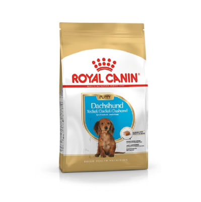 ROYAL DACHHUND TECKEL PUPPY