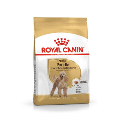 ROYAL POODLE CANICHE ADULTO