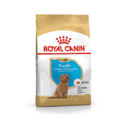 ROYAL POODLE CACHORRO1