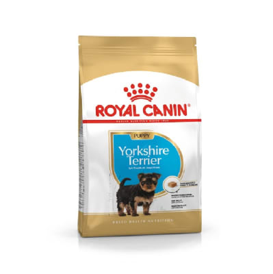 ROYAL YORKSHIRE TERRIER PUPPY1