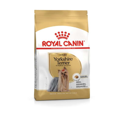ROYAL YORKSHIRE TERRIER ADULTO