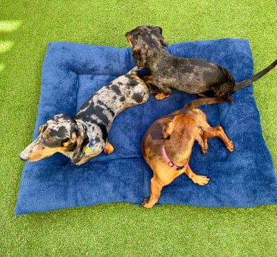 ALFOMBRA/CAMA PARA PERROS