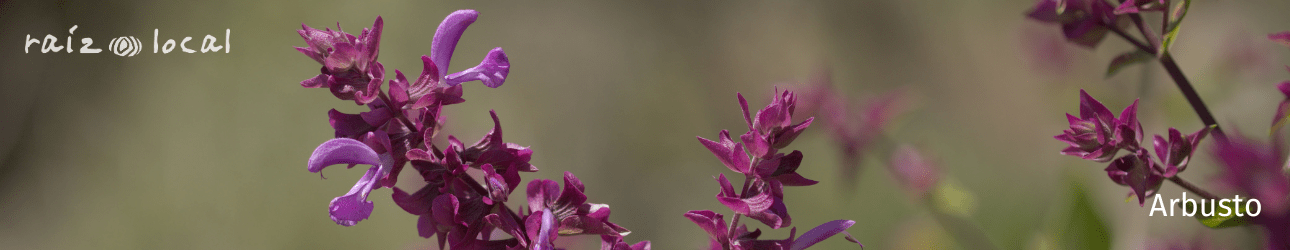 Arbustos