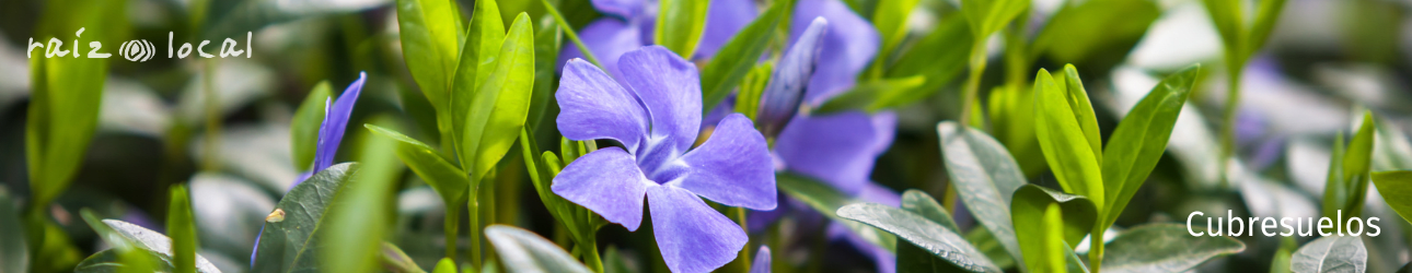 Cubresuelos