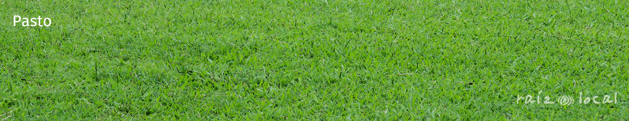 Pasto