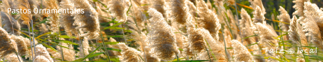 Pastos Ornamentales / Gramineas