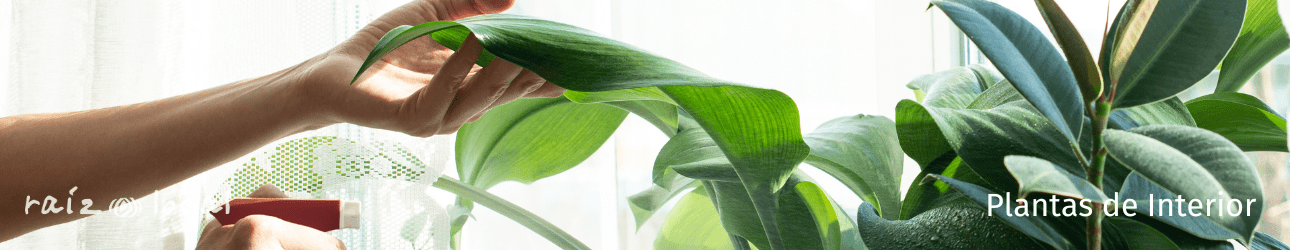 Plantas de interior