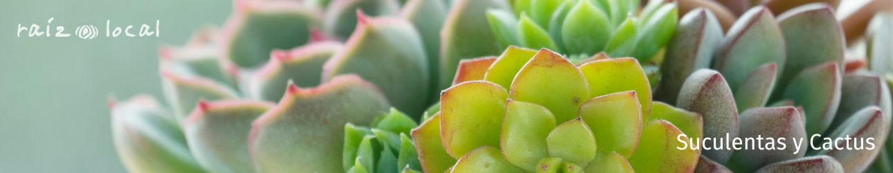 Suculentas y Cactus