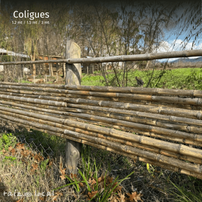 COLIGUE